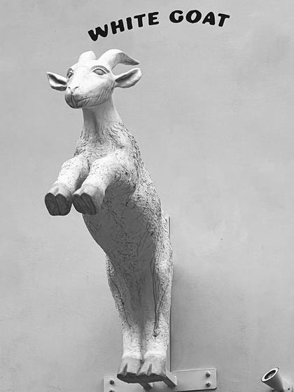 White goat