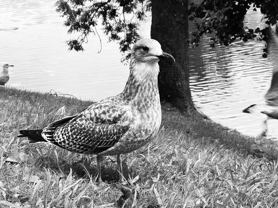 Portrait of a gull